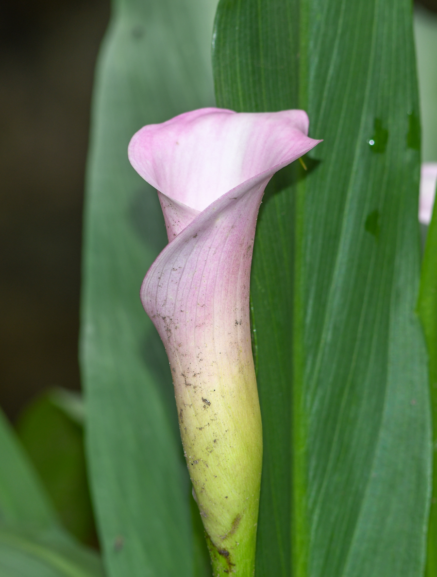 Image of Zantedeschia rehmannii specimen.