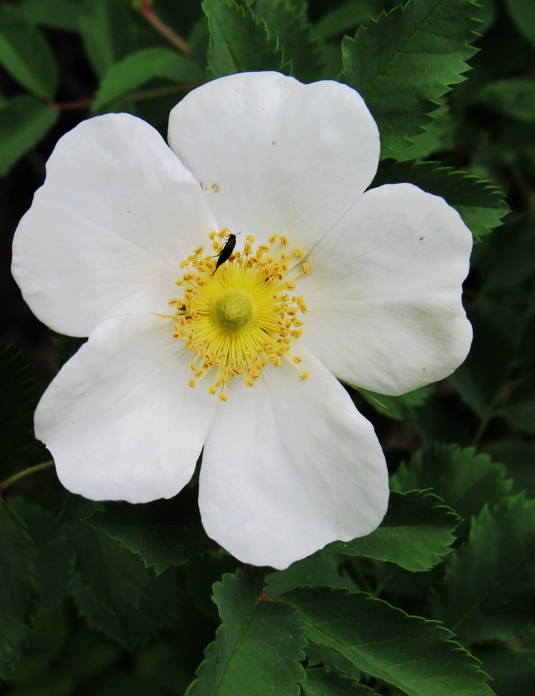 Изображение особи Rosa spinosissima.