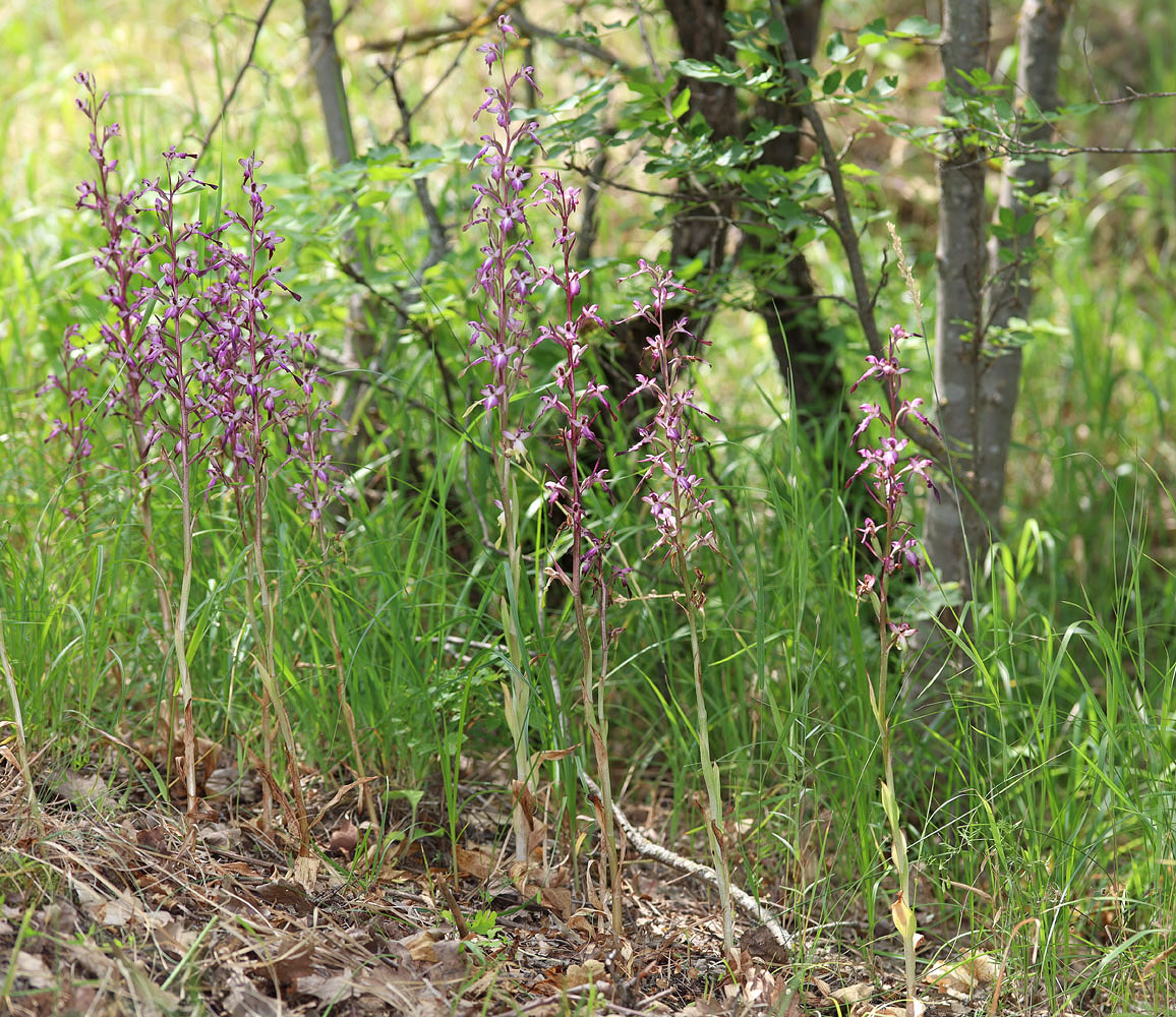 Изображение особи Himantoglossum formosum.