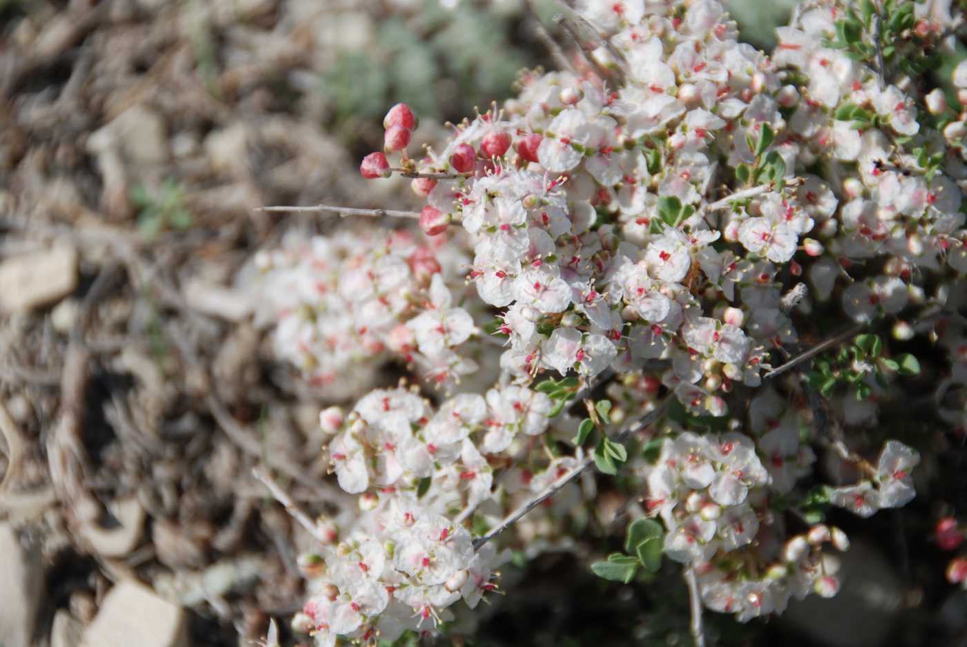 Изображение особи Atraphaxis angustifolia.