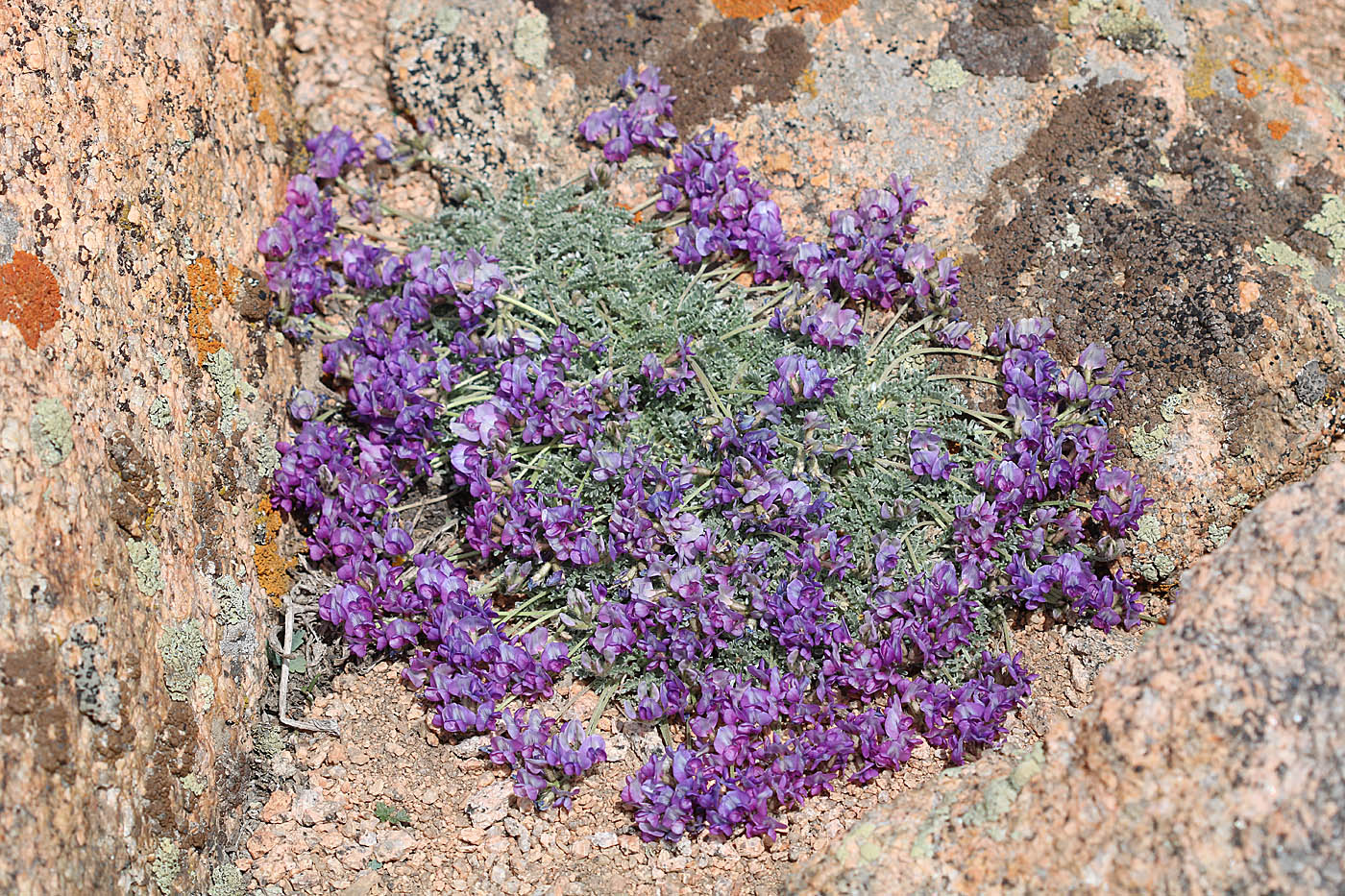 Image of Oxytropis savellanica specimen.