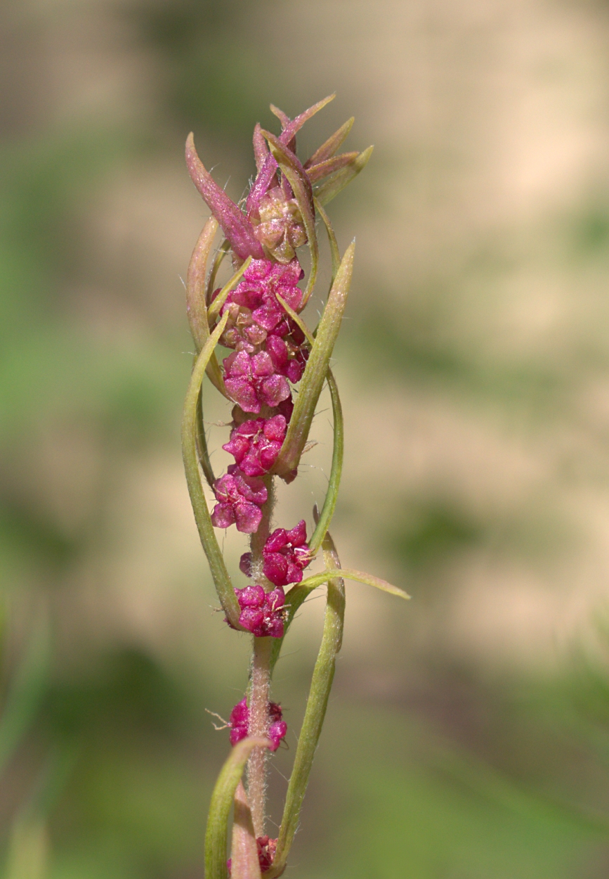 Image of Bassia scoparia specimen.