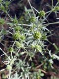 Eryngium campestre. Соцветия. Крым, окр. пос. Никита, Никитская расселина, известняковая каменная россыпь с кустарниками. 14.07.2021.