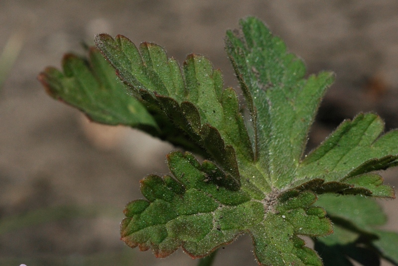 Image of Geranium schrenkianum specimen.