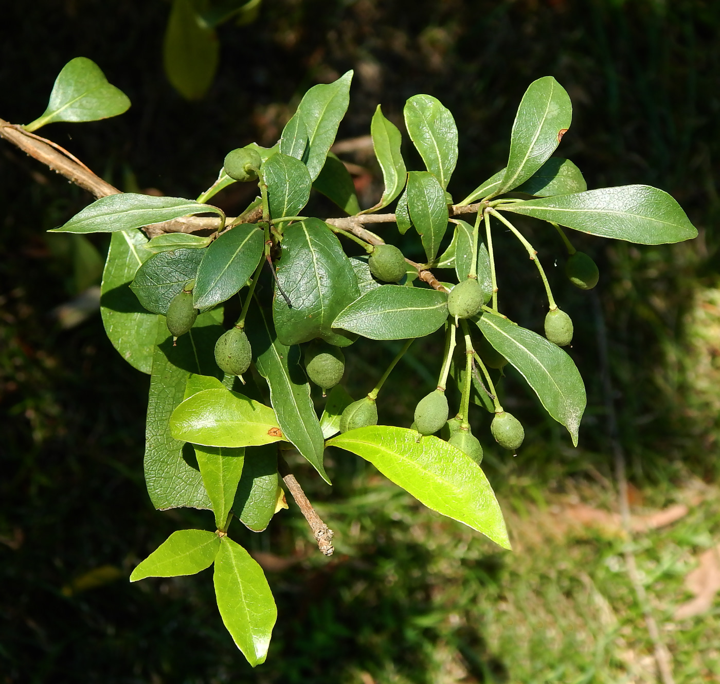 Image of Pittosporum heterophyllum specimen.