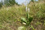 Plantago urvillei