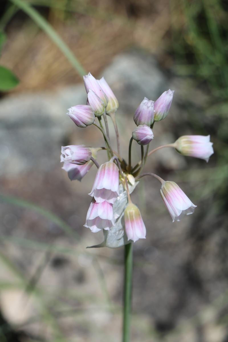 Image of Nectaroscordum tripedale specimen.