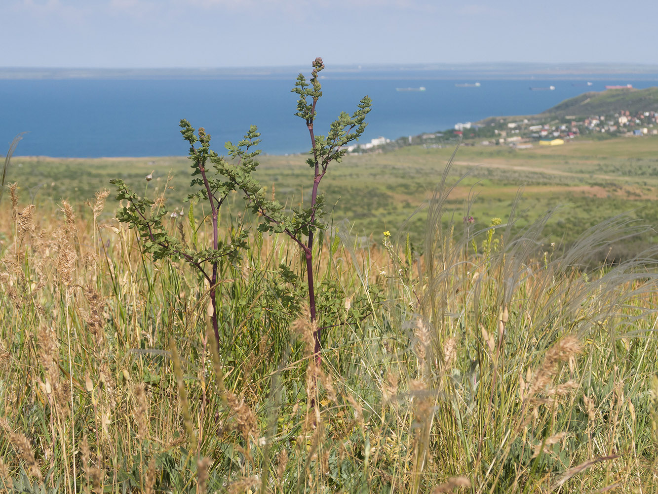 Image of Thalictrum minus specimen.