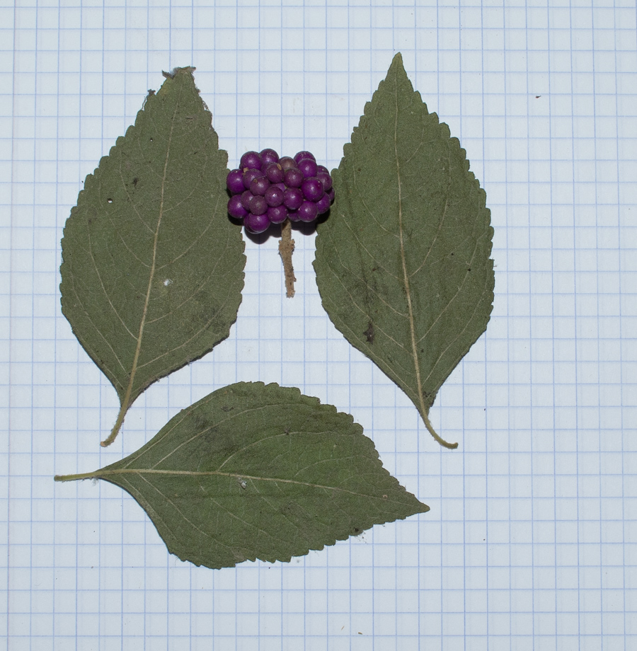 Image of Callicarpa americana specimen.