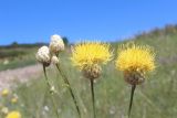 Centaurea orientalis. Верхушки побегов с распустившимся и нераспустившимся соцветиями. Белгородская обл., Новооскольский р-н, заповедник \"Белогорье\", участок \"Стенки-Изгорья\", степной склон. 25.06.2020.