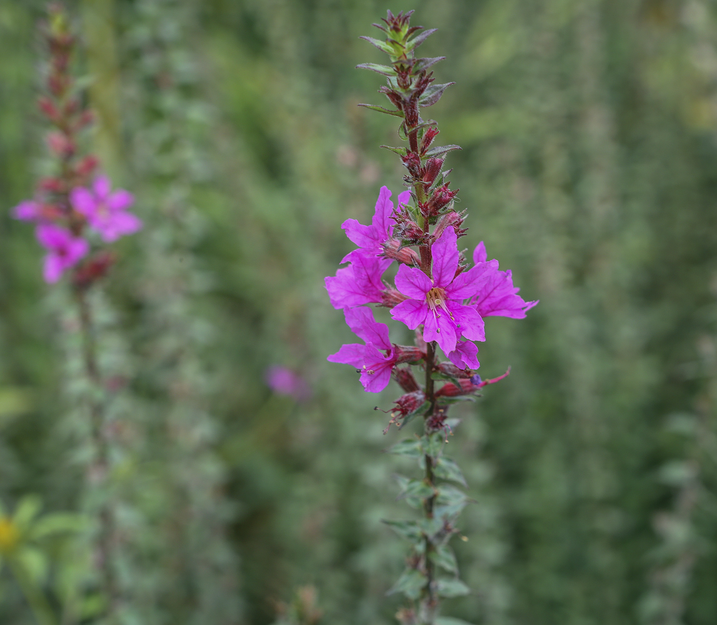 Image of Lythrum intermedium specimen.