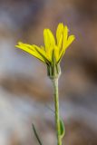 Tragopogon filifolius