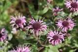 Monarda fistulosa