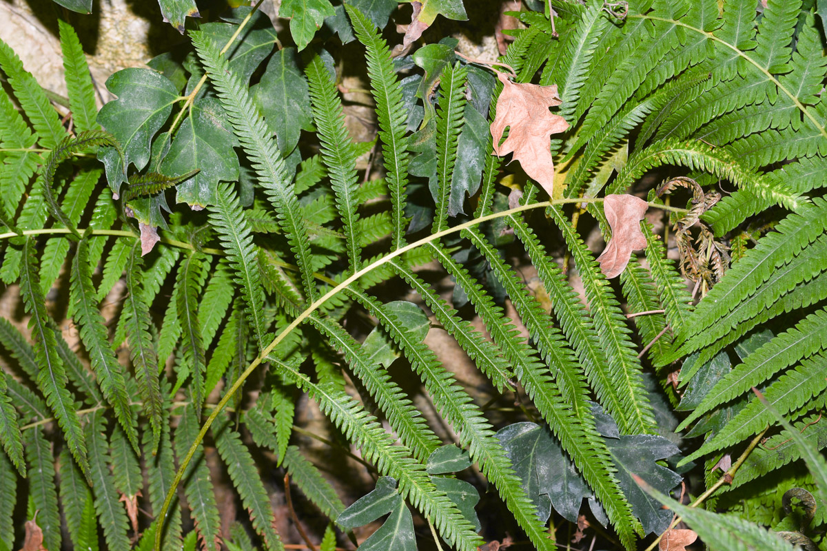 Image of Thelypteris kunthii specimen.