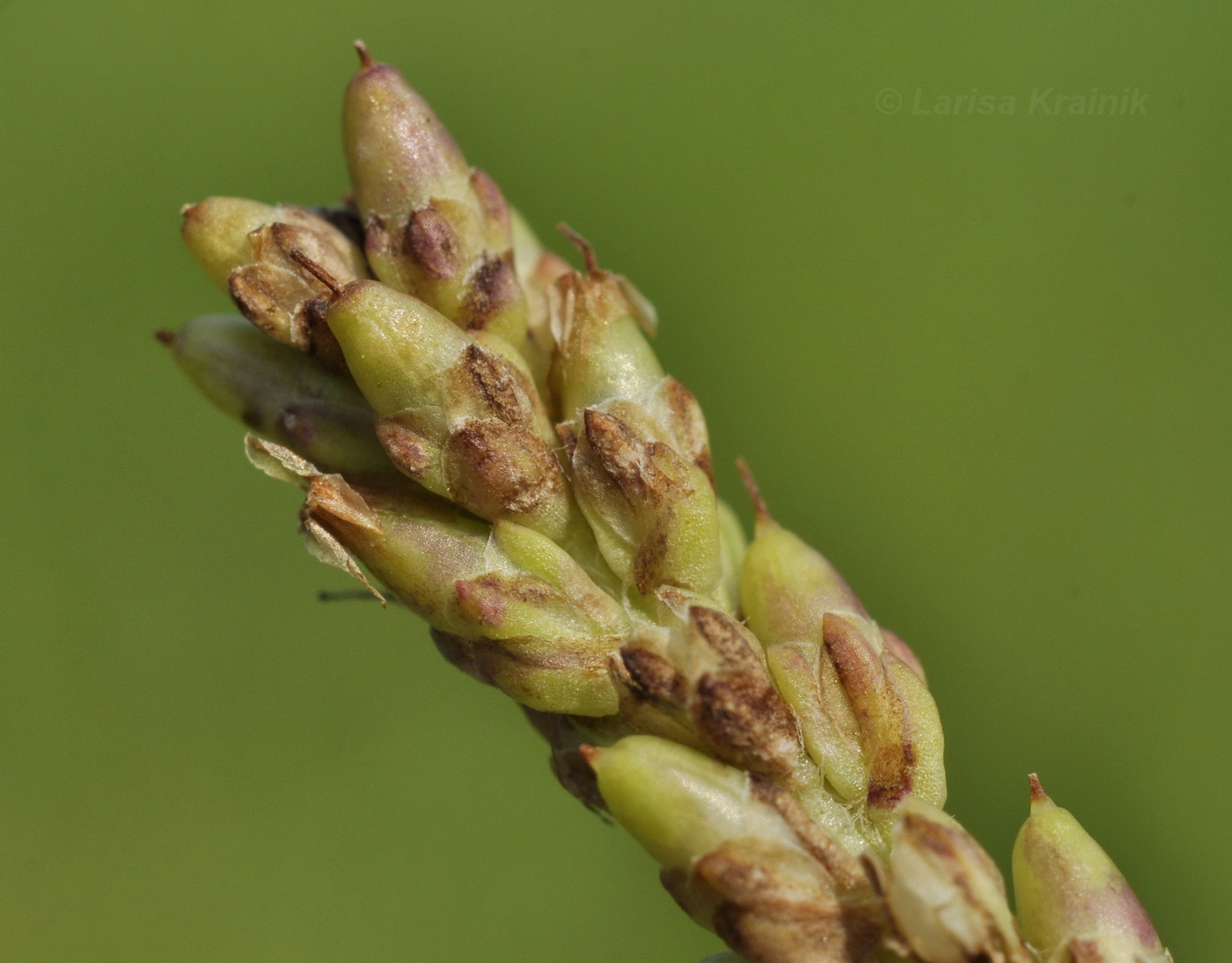 Изображение особи Plantago camtschatica.