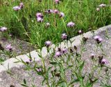 Centaurea jacea. Верхушка цветущего растения. Московская обл., Одинцовский р-н, окр. г. Кубинка, окр. водохранилища Трасна, обочина дорожки. 30.07.2021.