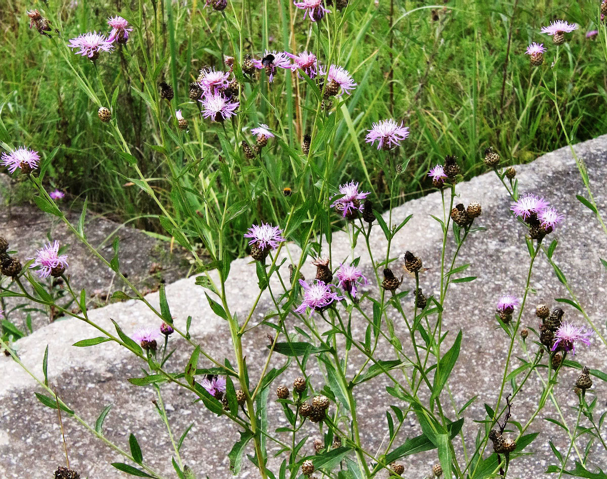 Изображение особи Centaurea jacea.