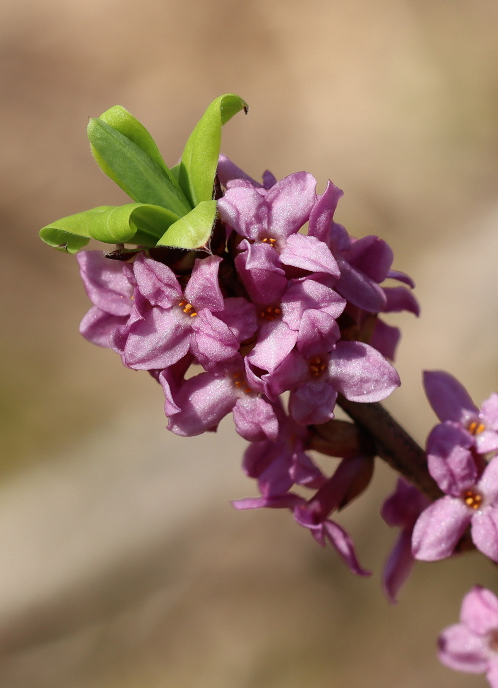 Image of Daphne mezereum specimen.