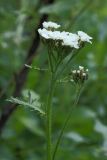 Achillea apiculata. Верхушка цветущего растения. Хибины, западный склон массива Кукисвумчорр, ручьевая долина в горнотундровом поясе. 11.08.2010.