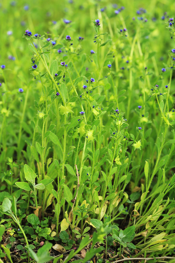 Изображение особи Asperugo procumbens.