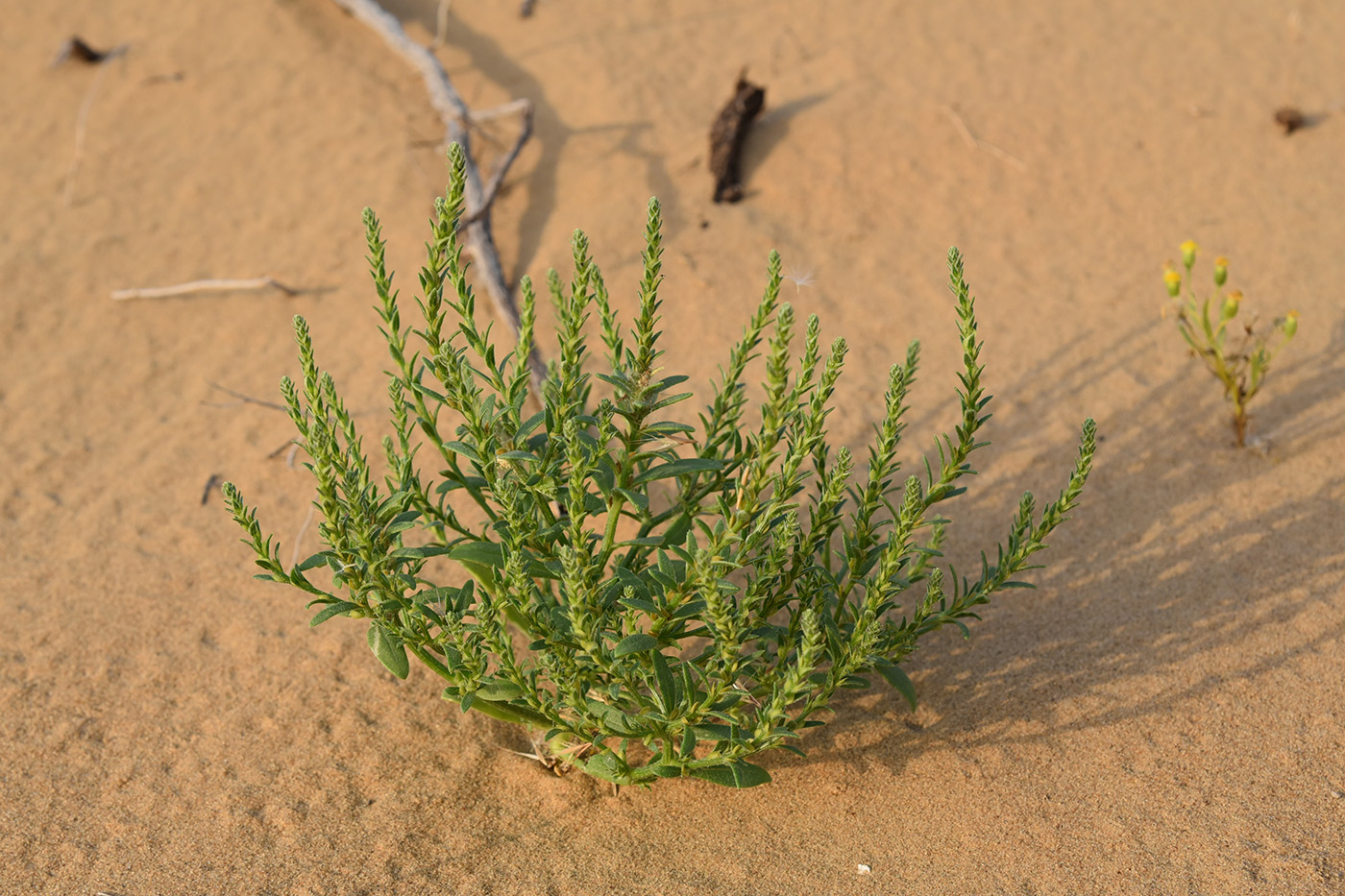 Image of genus Corispermum specimen.