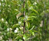 Malus domestica