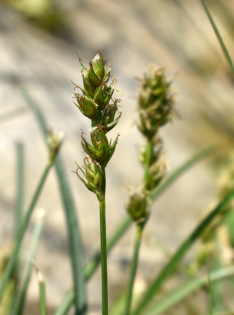 Image of Carex spicata specimen.