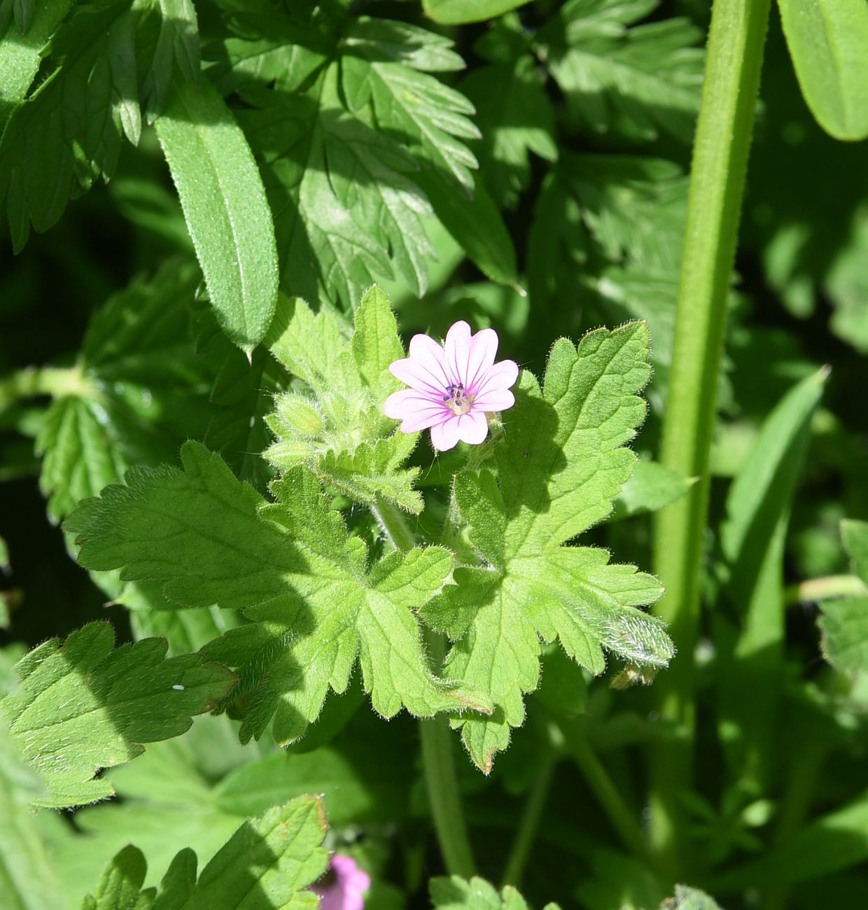 Изображение особи Geranium divaricatum.