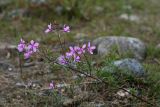 Chamaenerion colchicum. Верхушка цветущего растения. Республика Абхазия, р. Кяласур. 23.08.2009.