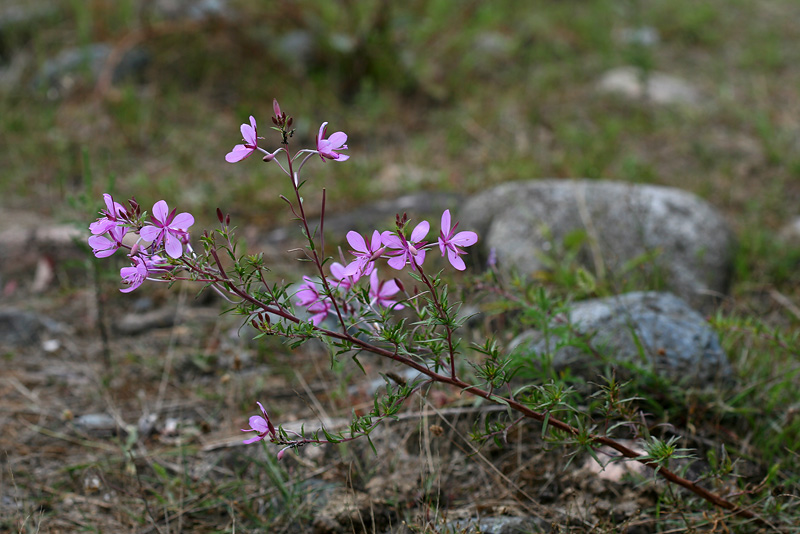 Изображение особи Chamaenerion colchicum.