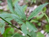 Cardamine bulbifera. Часть побега с выводковыми луковичками. Абхазия, Гудаутский р-н, Рицинский реликтовый национальный парк, долина р. Гега, широколиственный лес, каменистый склон у обочины грунтовой дороги. 17.05.2021.