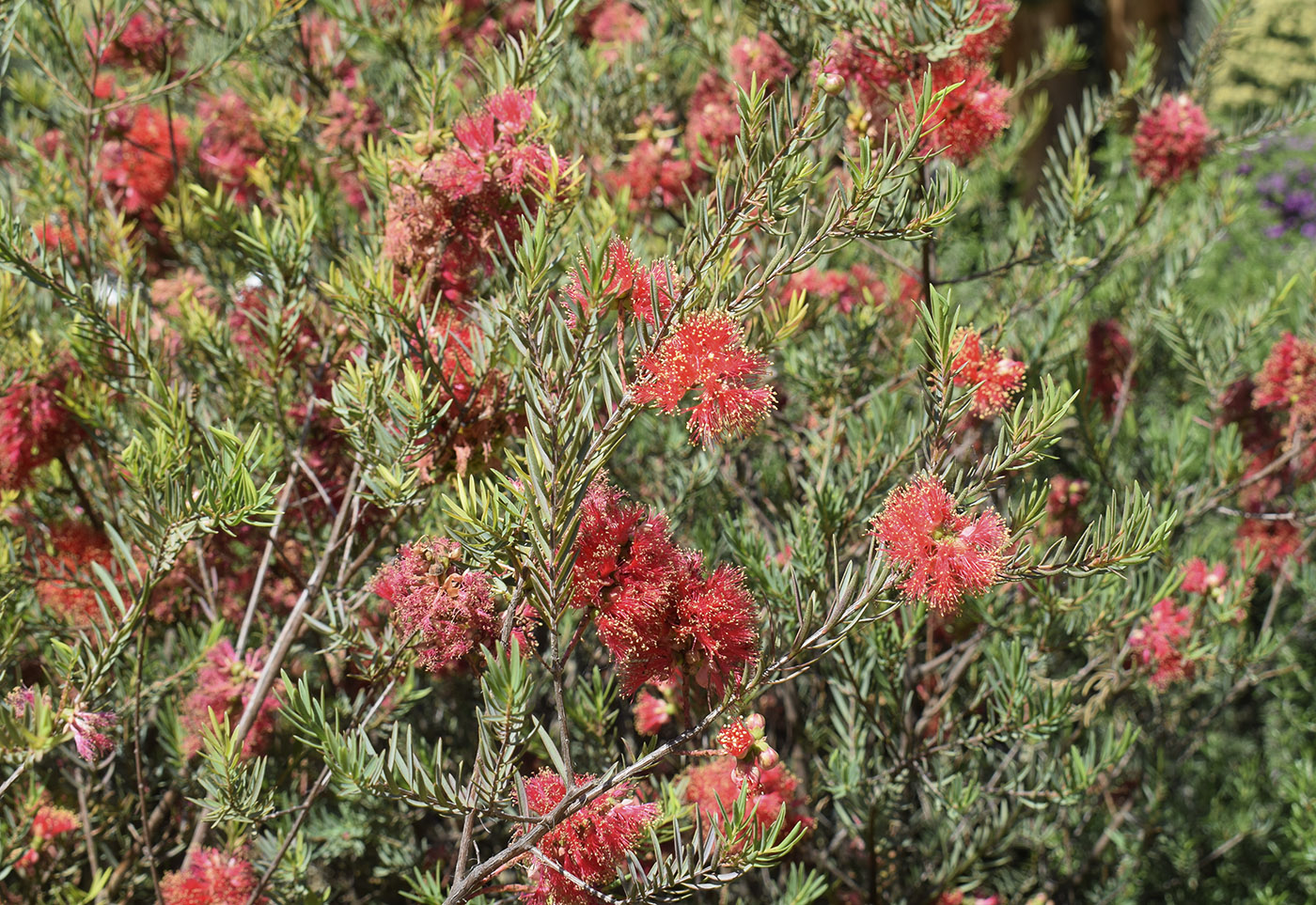 Image of Melaleuca fulgens specimen.