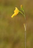 Utricularia intermedia