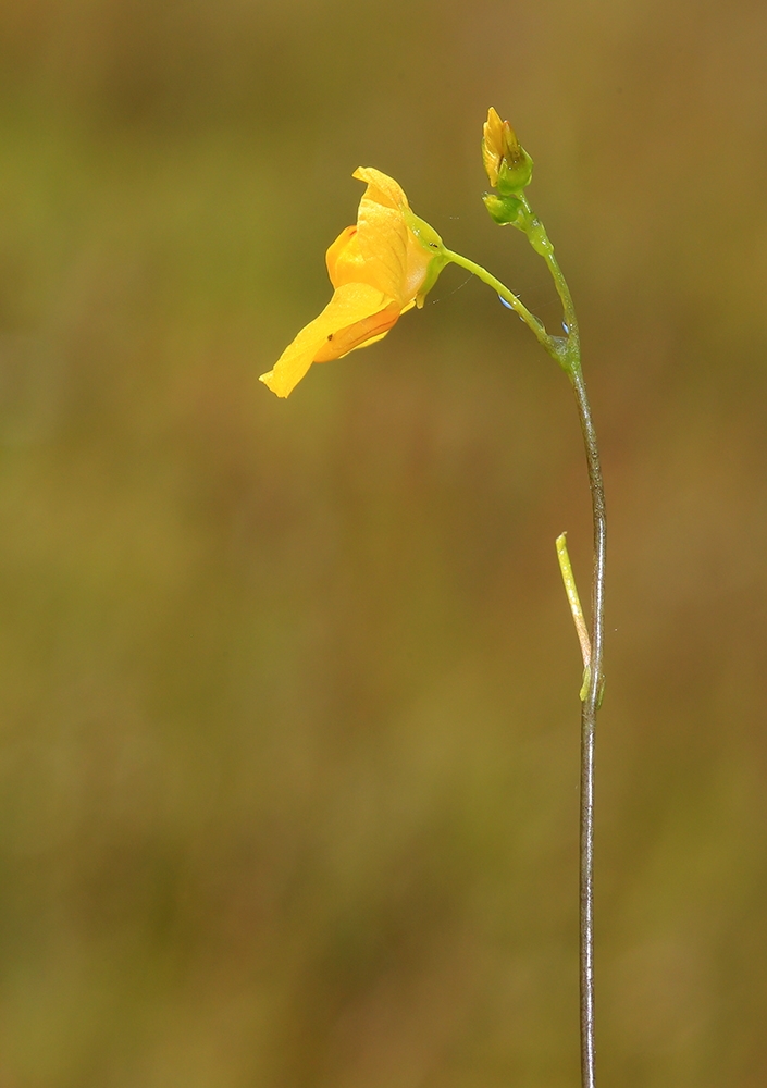 Изображение особи Utricularia intermedia.