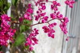 Antigonon leptopus