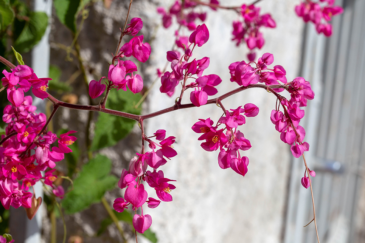 Изображение особи Antigonon leptopus.