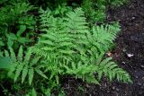 Athyrium filix-femina