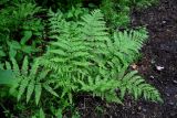 Athyrium filix-femina. Вегетирующее растение. Красноярский край, Берёзовский р-н, долина р. Мана, смешанный лес. 06.06.2022.