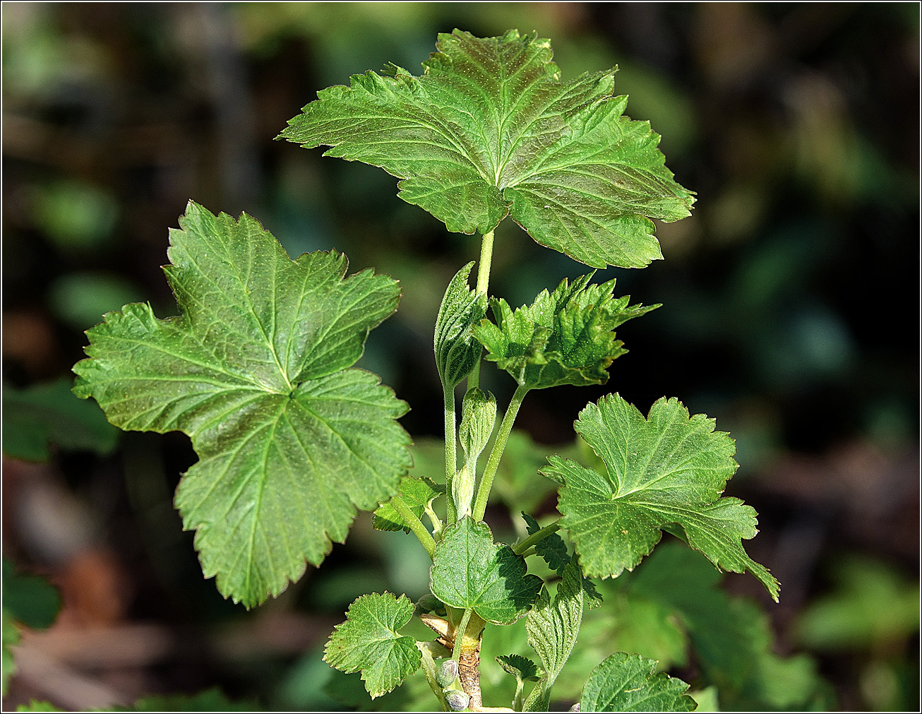 Image of Ribes nigrum specimen.