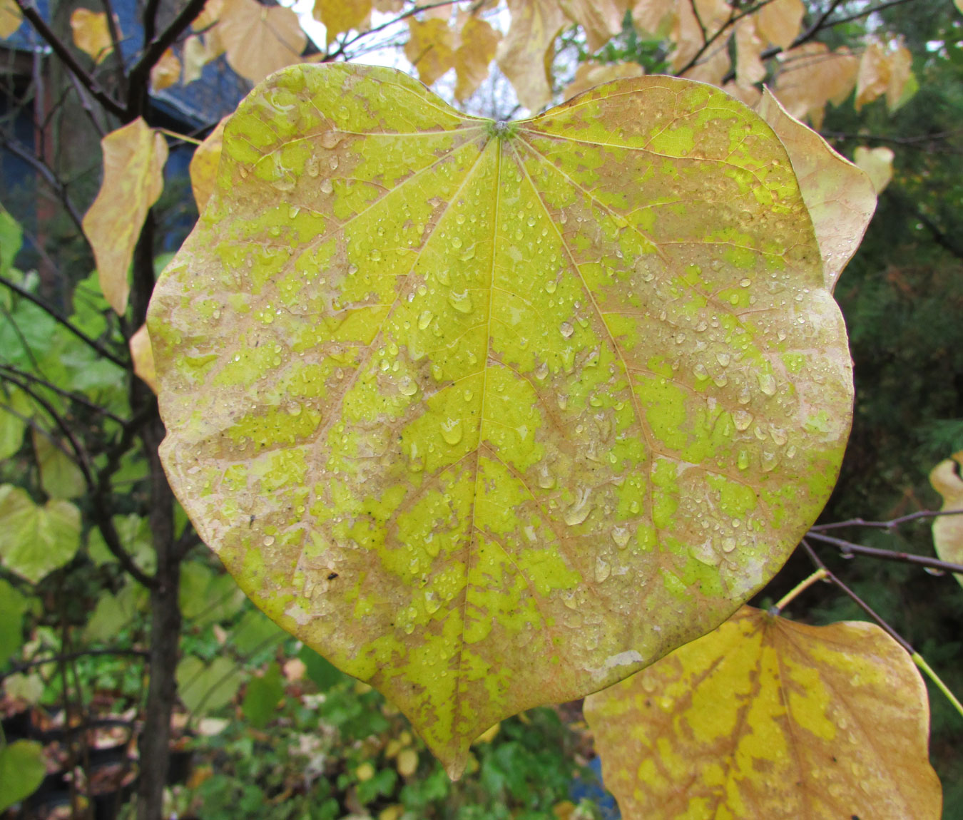 Image of Cercis canadensis specimen.