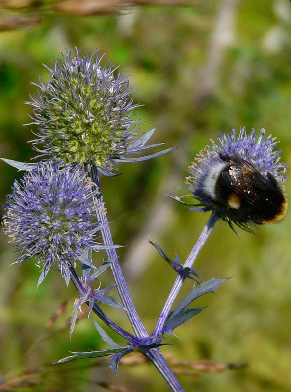 Изображение особи Eryngium planum.