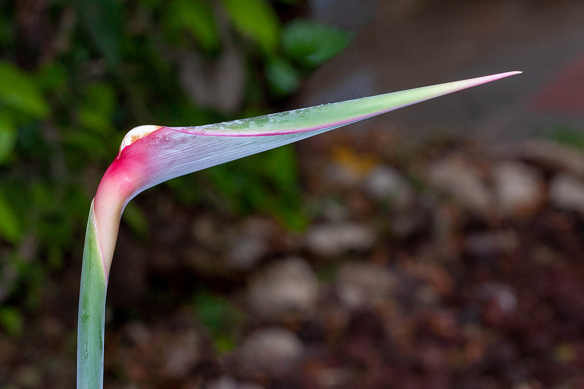 Image of Strelitzia reginae specimen.