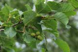 Alnus kolaensis. Часть ветви с созревающими соплодиями (видна абаксиальная поверхность листьев). Мурманская обл., Кольский р-н, долина р. Западная Лица ниже автодороги А138 Мурманск — Печенга, 4-й падун, берег реки, ольхово-берёзовый лес. 02.08.2022.