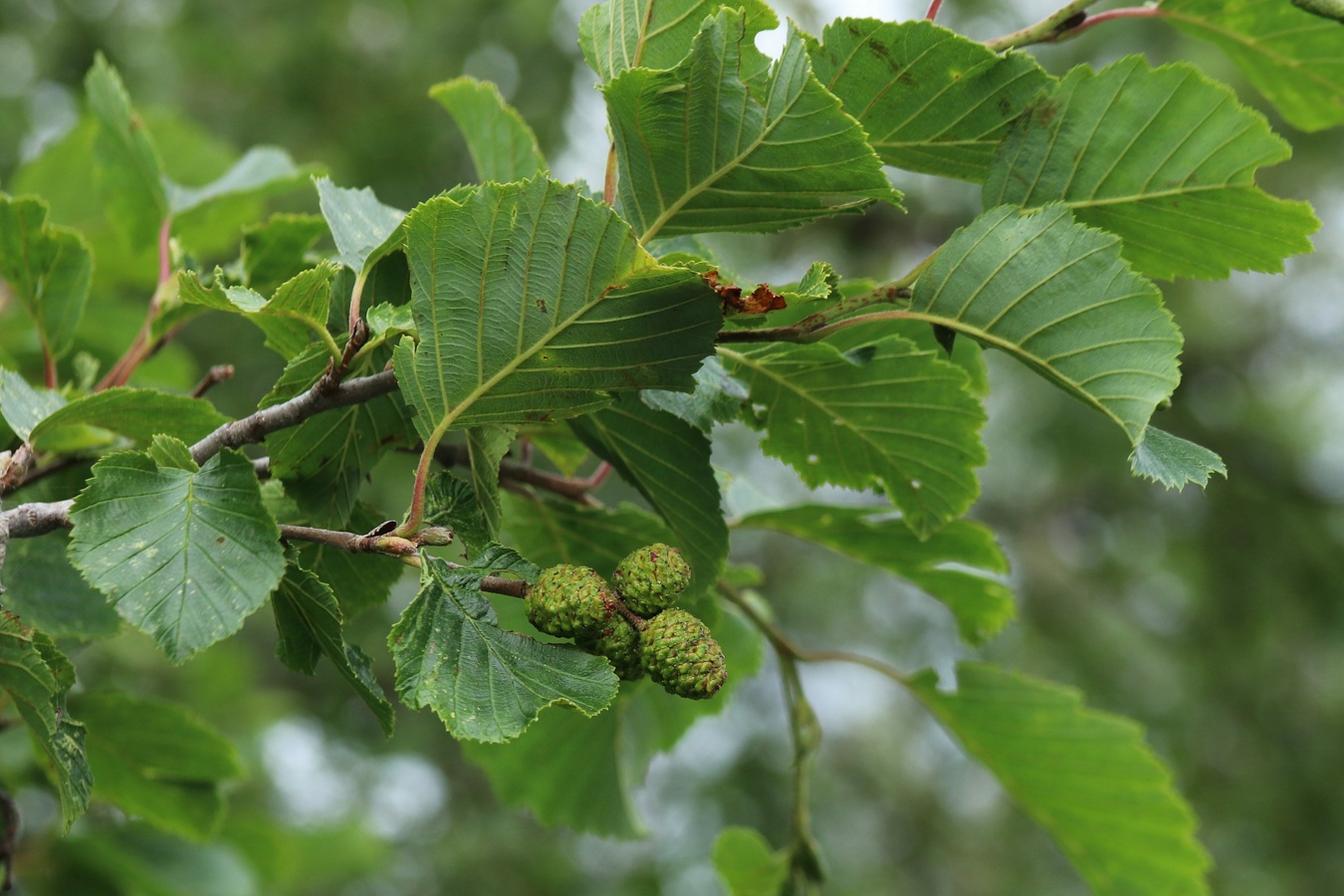 Изображение особи Alnus kolaensis.