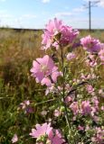 Malva thuringiaca