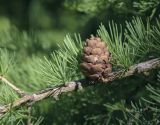 Larix decidua. Часть веточки с шишкой. Ярославская обл., г. Переславль-Залесский, дендрологический парк им. С. Ф. Харитонова, в культуре. 12.06.2022.