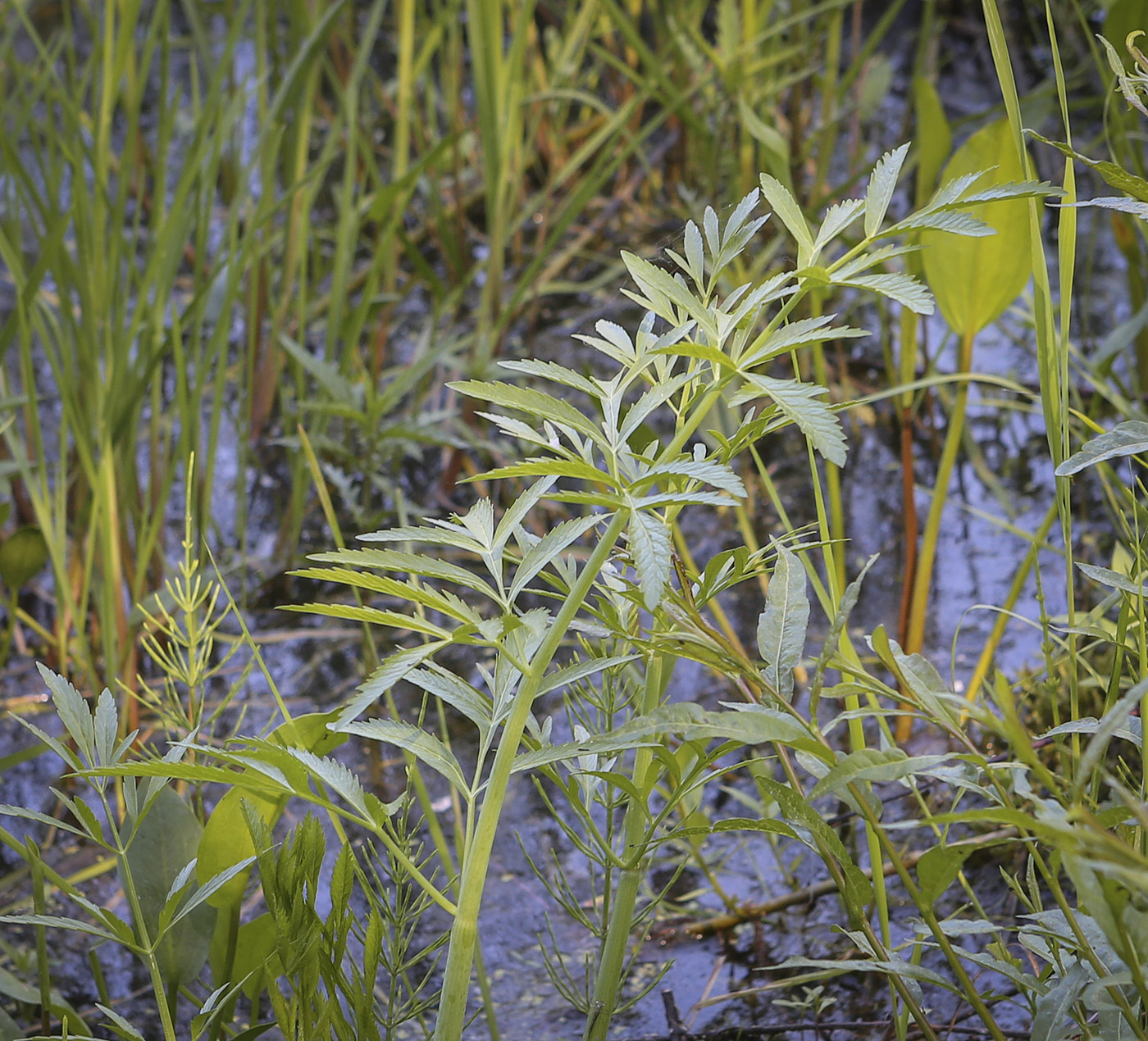 Image of Cicuta virosa specimen.