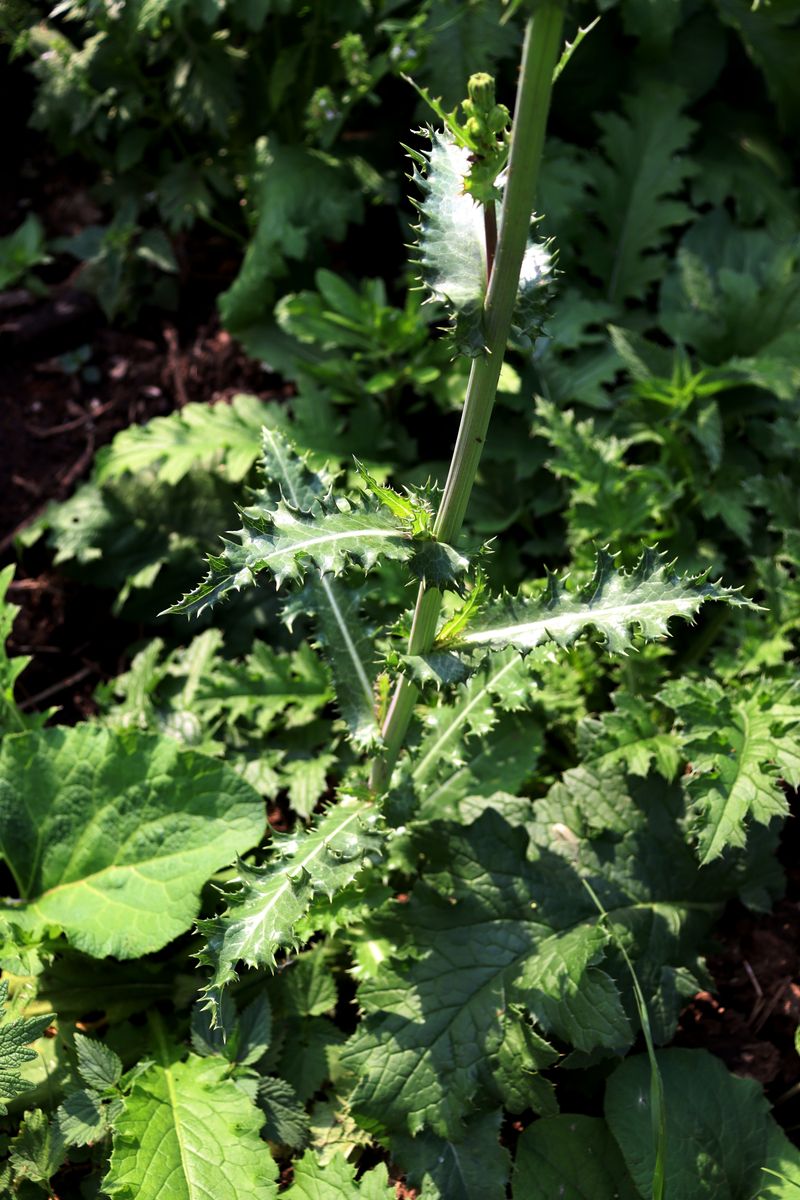 Image of Sonchus asper specimen.