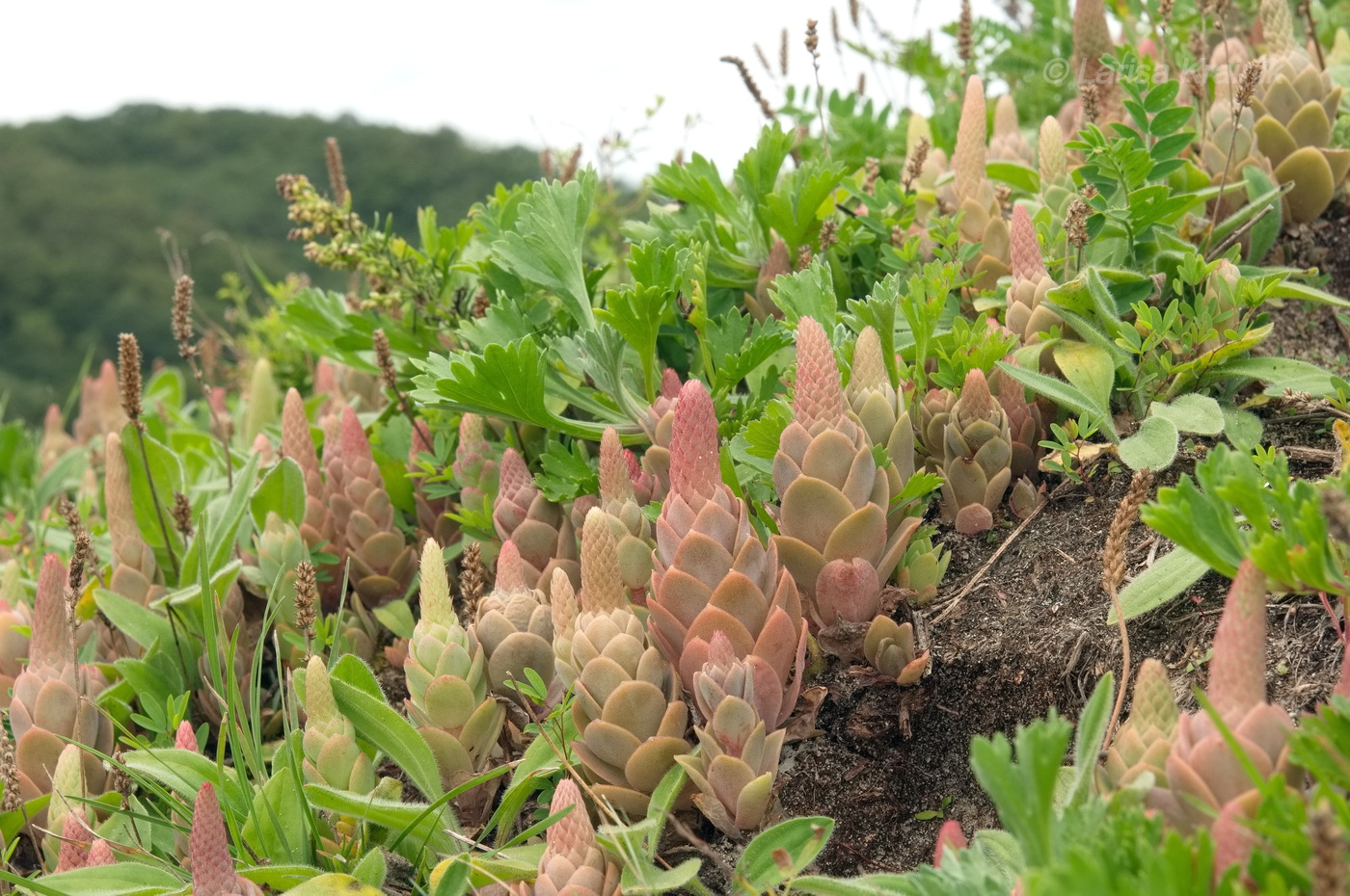 Изображение особи Orostachys malacophylla.