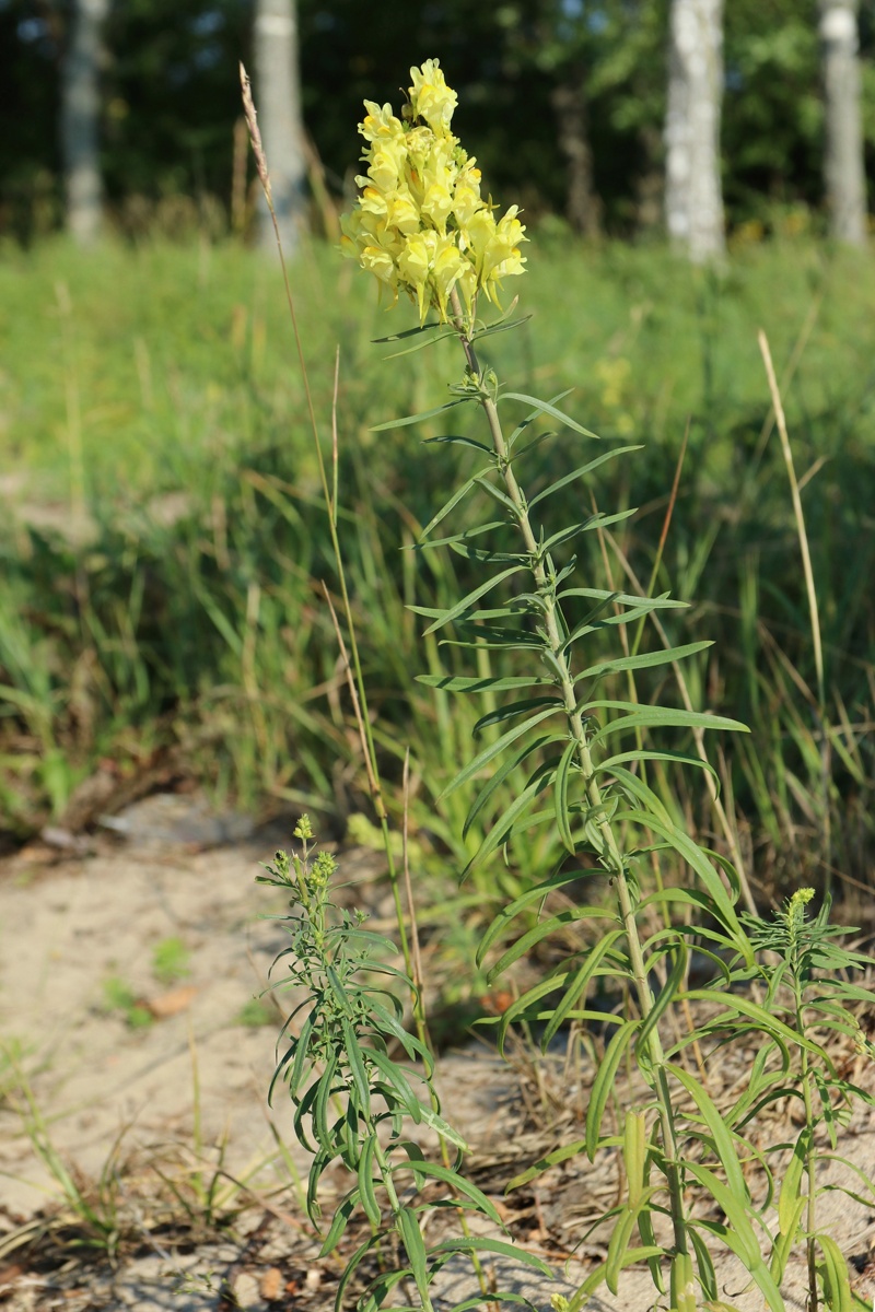 Изображение особи Linaria vulgaris.